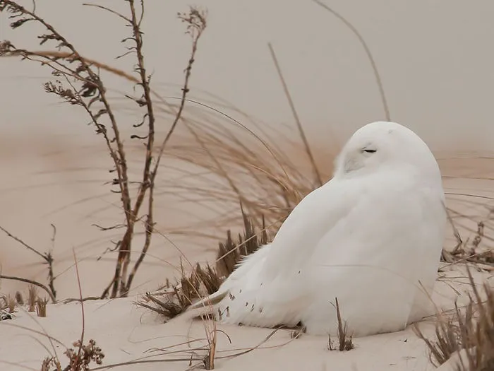 112 Majestic Owls Caught On Camera