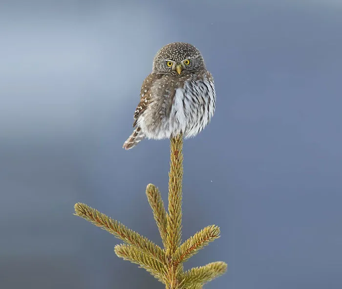 112 Majestic Owls Caught On Camera
