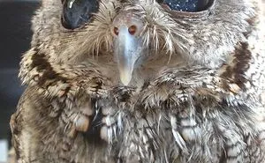 112 Majestic Owls Caught On Camera