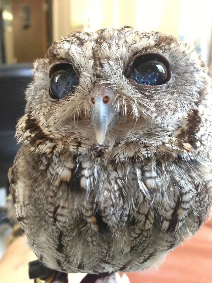 112 Majestic Owls Caught On Camera