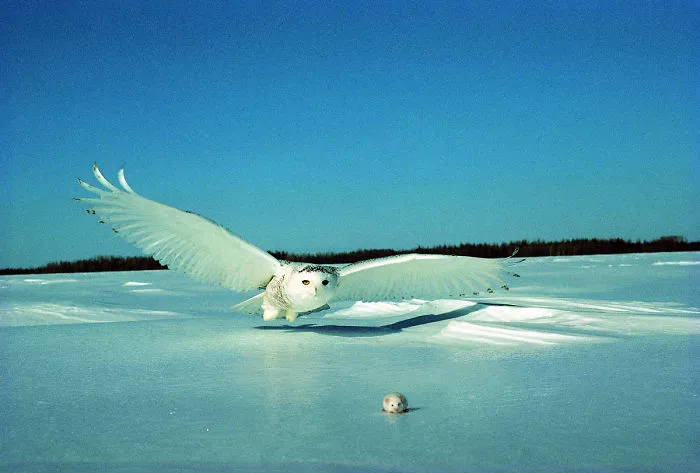 112 Majestic Owls Caught On Camera