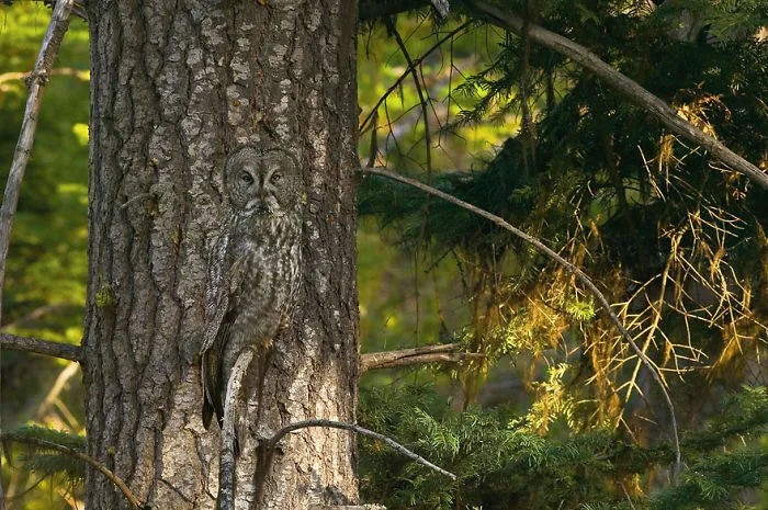 112 Majestic Owls Caught On Camera