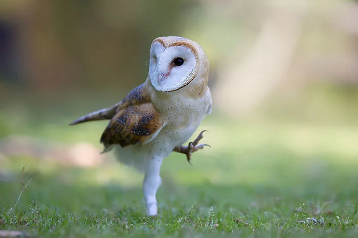 112 Majestic Owls Caught On Camera
