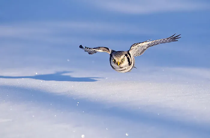112 Majestic Owls Caught On Camera