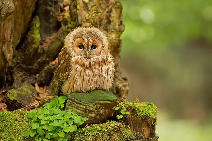 112 Majestic Owls Caught On Camera