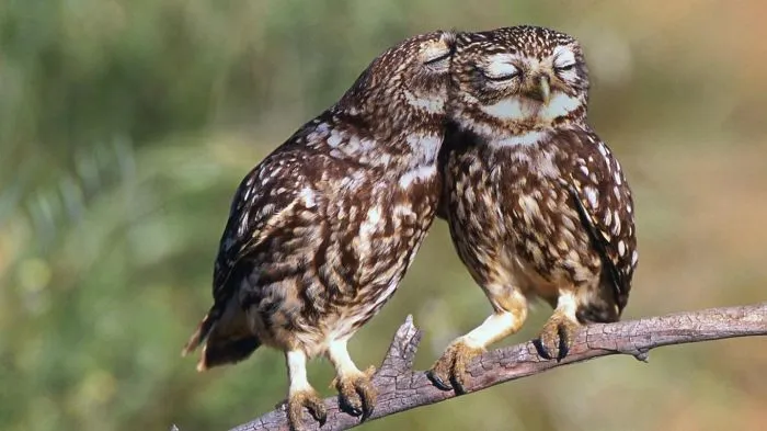 112 Majestic Owls Caught On Camera