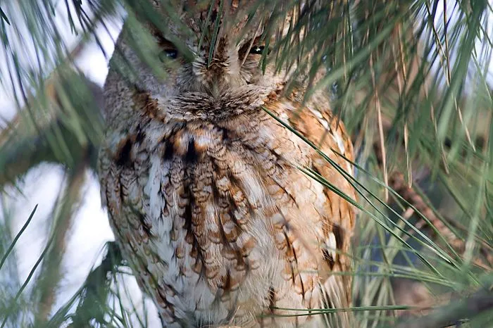 112 Majestic Owls Caught On Camera