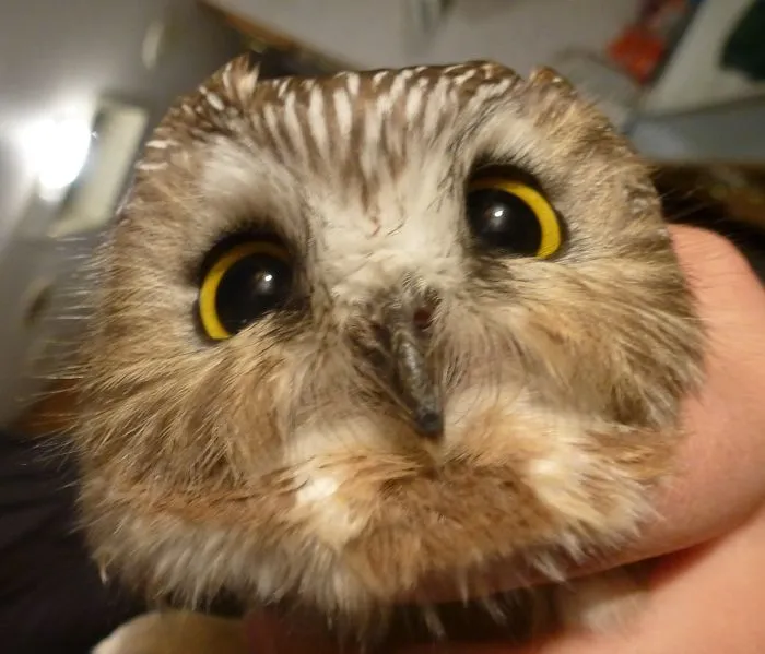 112 Majestic Owls Caught On Camera