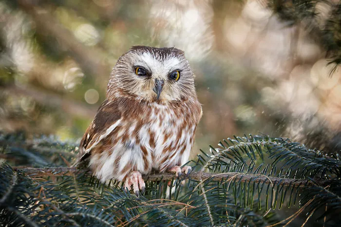 112 Majestic Owls Caught On Camera