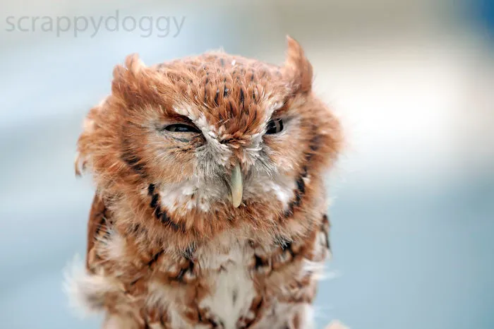 112 Majestic Owls Caught On Camera
