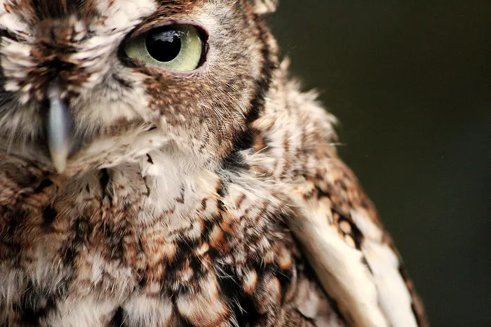 112 Majestic Owls Caught On Camera