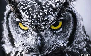 112 Majestic Owls Caught On Camera
