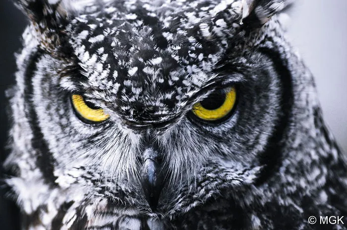 112 Majestic Owls Caught On Camera