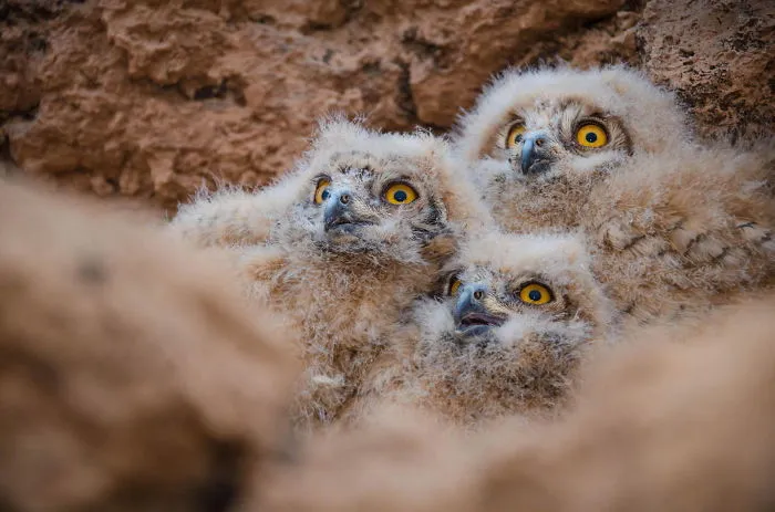 112 Majestic Owls Caught On Camera