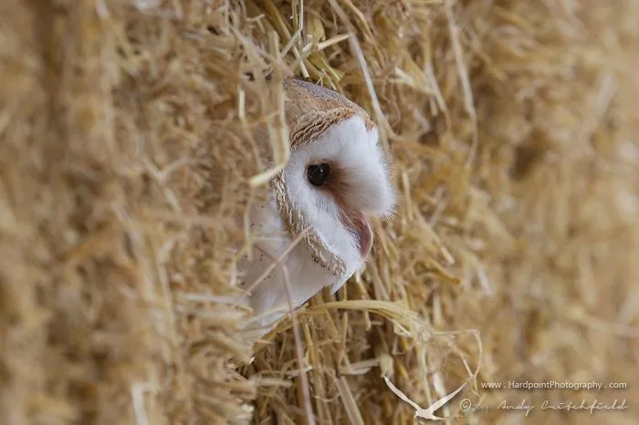 112 Majestic Owls Caught On Camera