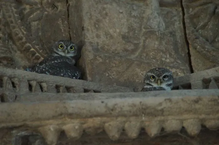 112 Majestic Owls Caught On Camera