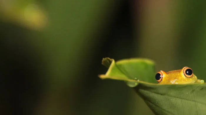 Modest Frog