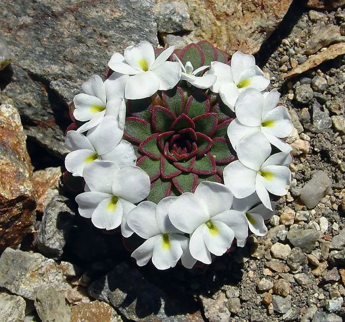 Viola Sacculus