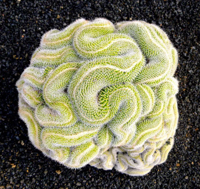 Thinking Cactus