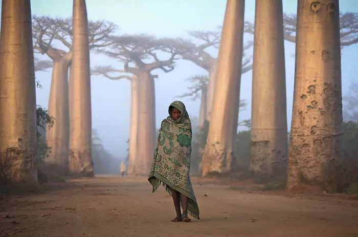 Girl And Baobabs In  Madagascar