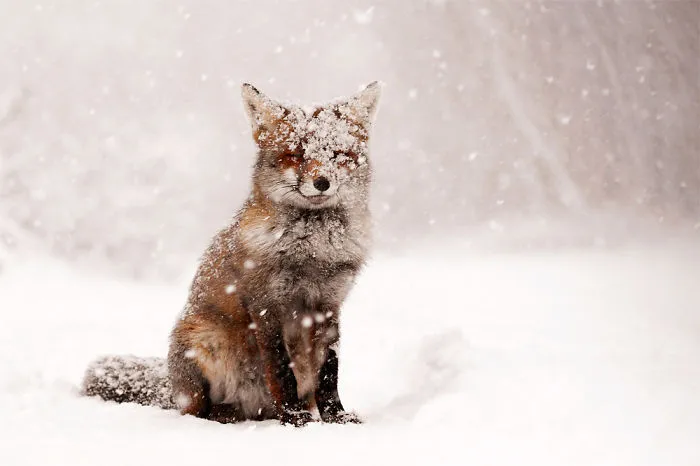 Fairytale Fox
