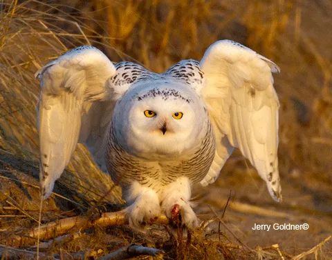 112 Majestic Owls Caught On Camera