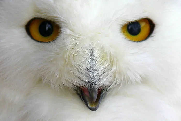 112 Majestic Owls Caught On Camera