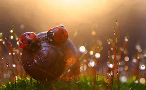 Warm And Fresh Macro Photography You Have Never Seen  Before By Vadim Trunov