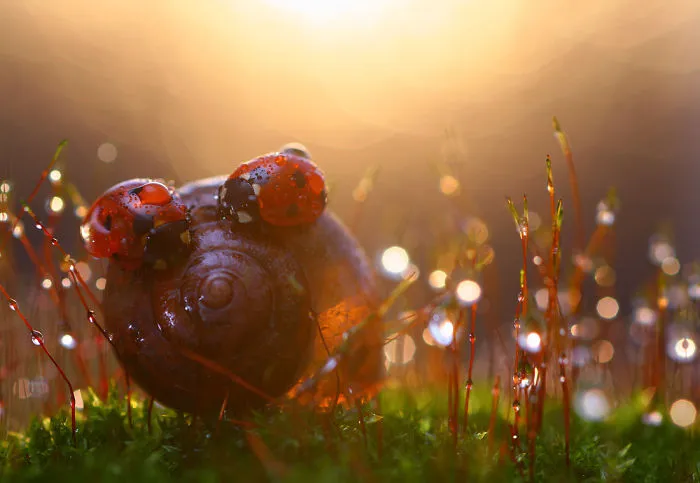 Warm And Fresh Macro Photography You Have Never Seen  Before By Vadim Trunov