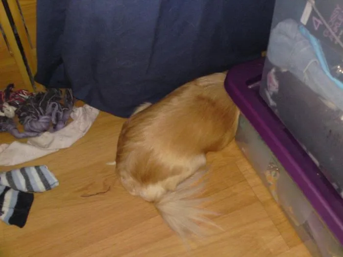159 Dogs Who Suck At Hide-And-Seek