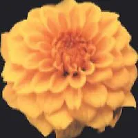 Dalia Żmuda-Trzebiatowska