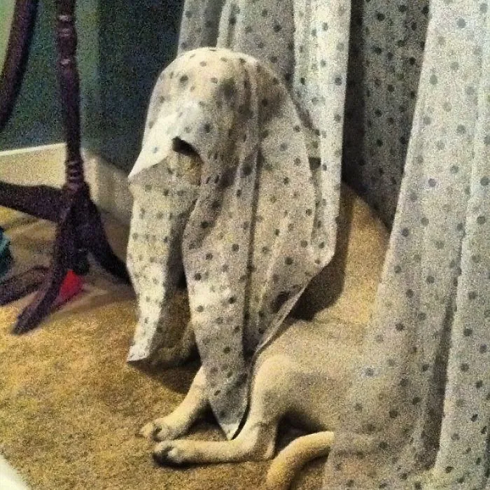 159 Dogs Who Suck At Hide-And-Seek