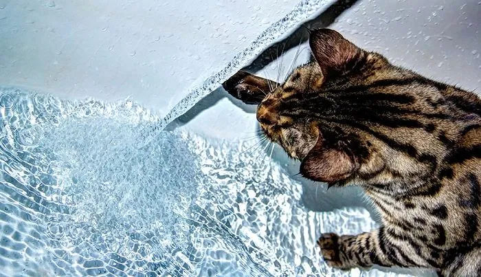 73 Crazy Cats That Actually Love Water