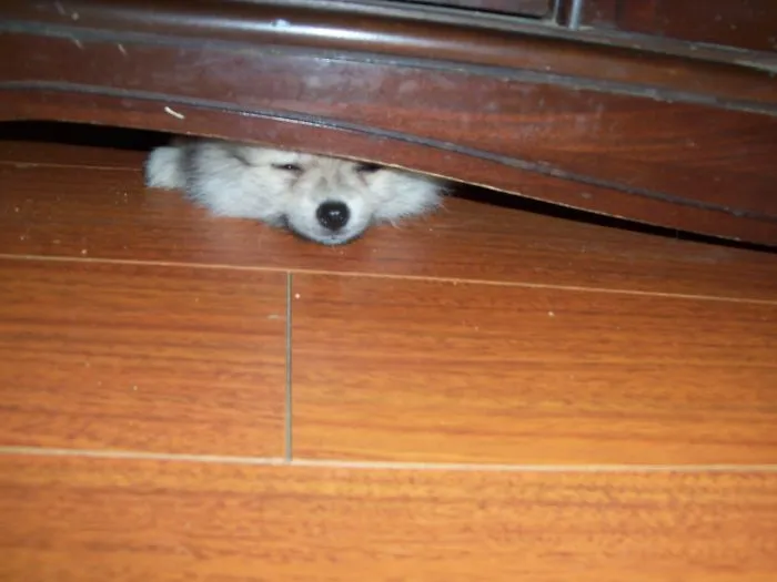 159 Dogs Who Suck At Hide-And-Seek