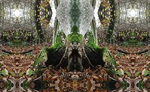 Deep Into Nature - Psychedelic Nature Photography