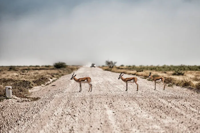 Road Block In Namibia