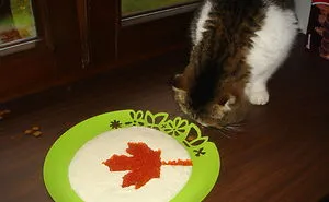 62 Spoiled Cats That Probably Live Better Than You