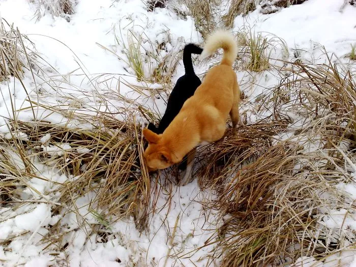 Two Friends On A Snowy Walk.