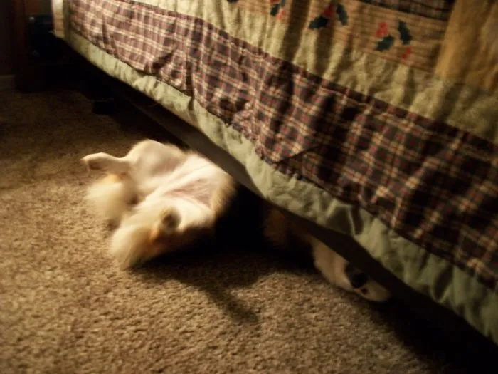 159 Dogs Who Suck At Hide-And-Seek