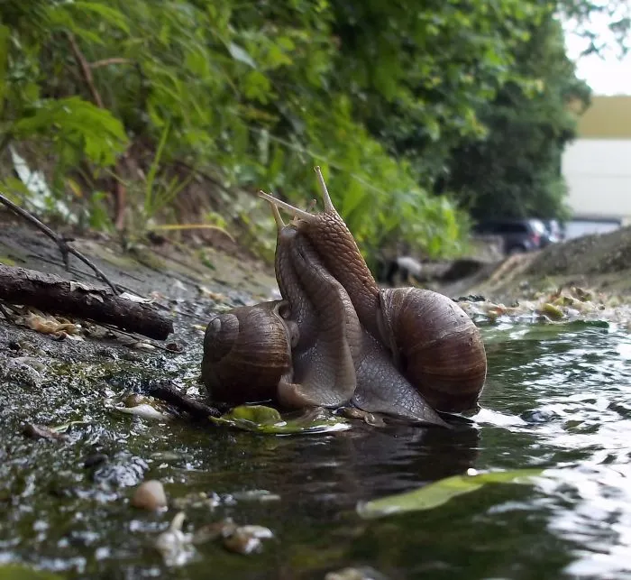 Snail Love