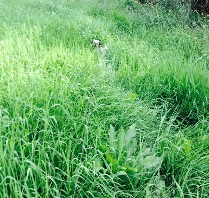 159 Dogs Who Suck At Hide-And-Seek