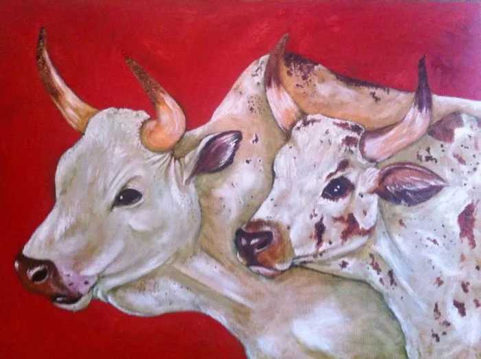 Nguni Cattle
