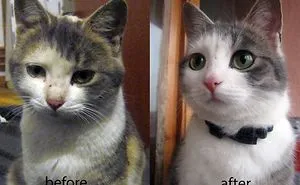 50 Before & After Pics Show The Difference A Day Of Adoption Can Make To A Shelter Pet