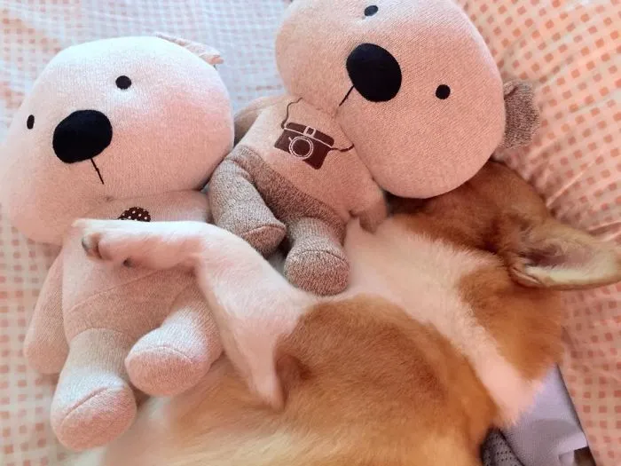159 Dogs Who Suck At Hide-And-Seek