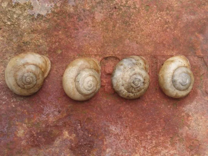 Left  Four