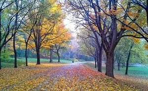 154 Of The World's Most Magical Streets Shaded By Flowers And Trees
