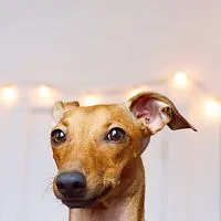 iggyjoey