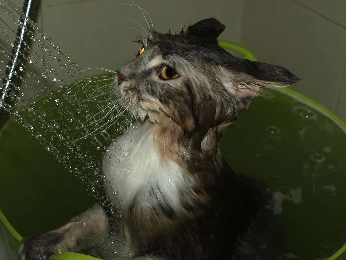 73 Crazy Cats That Actually Love Water