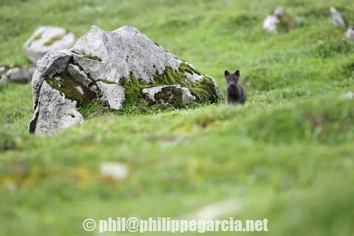 Upclose Photos Of The Elusive Arctic Foxes Of Hornstrandir Iceland During A Research Expedition
