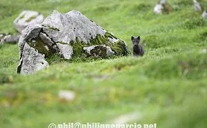 Upclose Photos Of The Elusive Arctic Foxes Of Hornstrandir Iceland During A Research Expedition